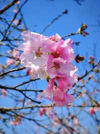 🌸全家一起去踏春｜廣州海珠湖🍀
