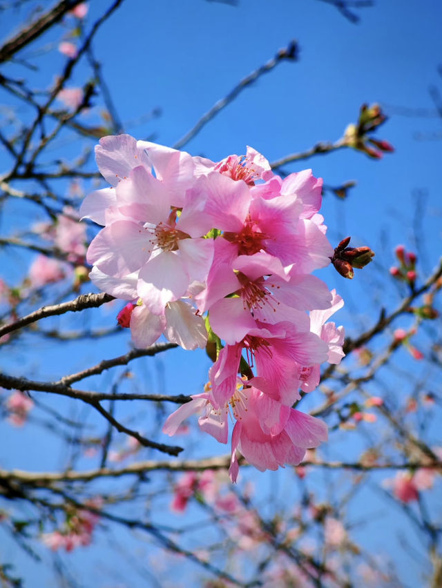 🌸全家一起去踏春｜廣州海珠湖🍀