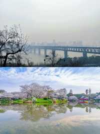 不建議來武漢睇櫻花，呢個伏位踩一個中一個