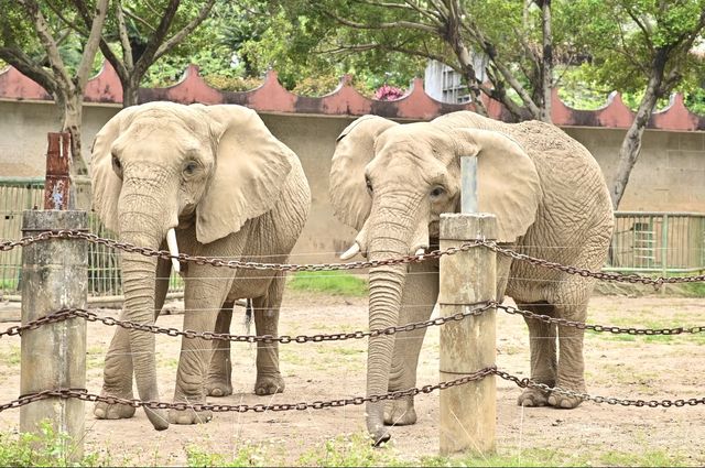 南寧day ｜動物園遊記