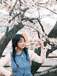 札幌円山公園櫻花大爆發！在地人私藏的夜櫻聖地攻略