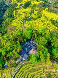 尋夢婺源：油菜花海與徽派建築的千年詩畫