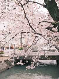 名古屋市區櫻花天花板！鶴舞公園「夜櫻點燈」美到窒息✨