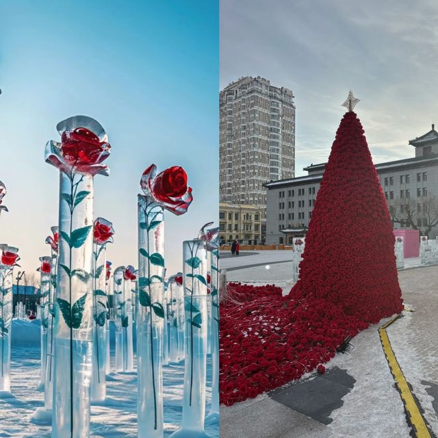哈爾濱冰雕玫瑰展：當冰雪邂逅浪漫，赴一場冬日童話之約