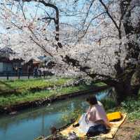 東京日常｜川越賞櫻與狐狸娶親