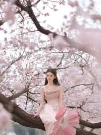 這麼美的梅花在長春。