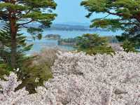 🌸松島海岸 | 邂逅海與櫻的春日浪漫🌸