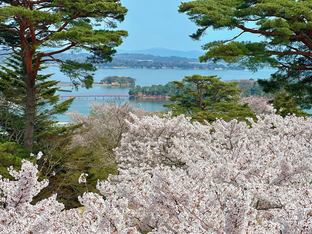🌸松島海岸 | 邂逅海與櫻的春日浪漫🌸