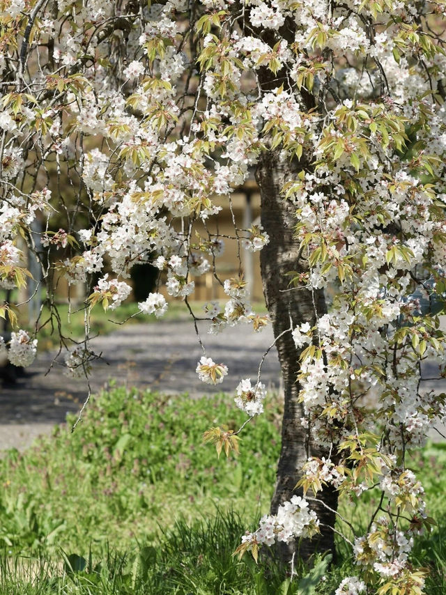 🌸仙台化女沼古代之鄉公園 | 隱藏的賞櫻秘境🌸