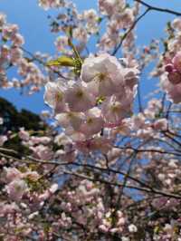 🌸北海道松前公園 | 櫻花盛開的絕美時光🌸