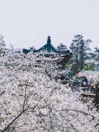 來一場春日櫻花之約——武漢東湖櫻花園