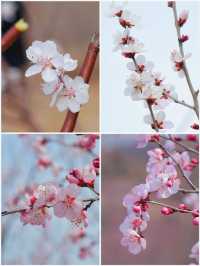 蘇州春日限定 | 白馬澗龍池景區賞桃花攻略