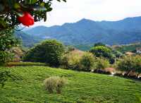 五一去梅州飲茶