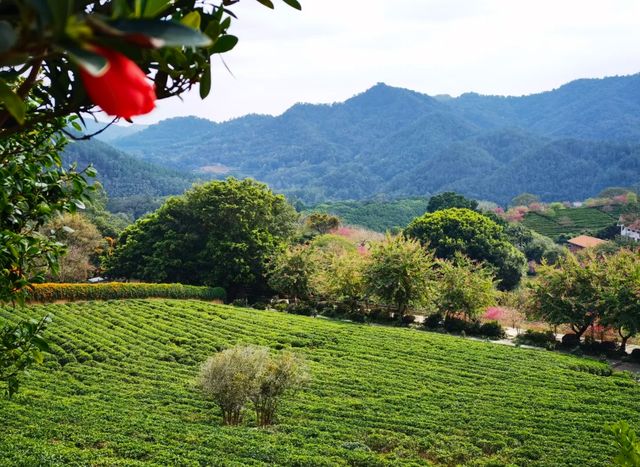 五一去梅州飲茶