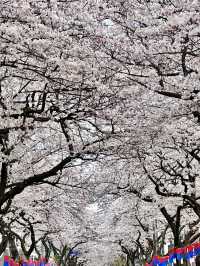🌸濟州典農路櫻花隧道｜赴一場春日浪漫之約🌸