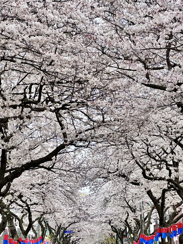 🌸濟州典農路櫻花隧道｜赴一場春日浪漫之約🌸