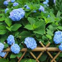 💙救命！中山公園的藍色繡球花直接美瘋我！！