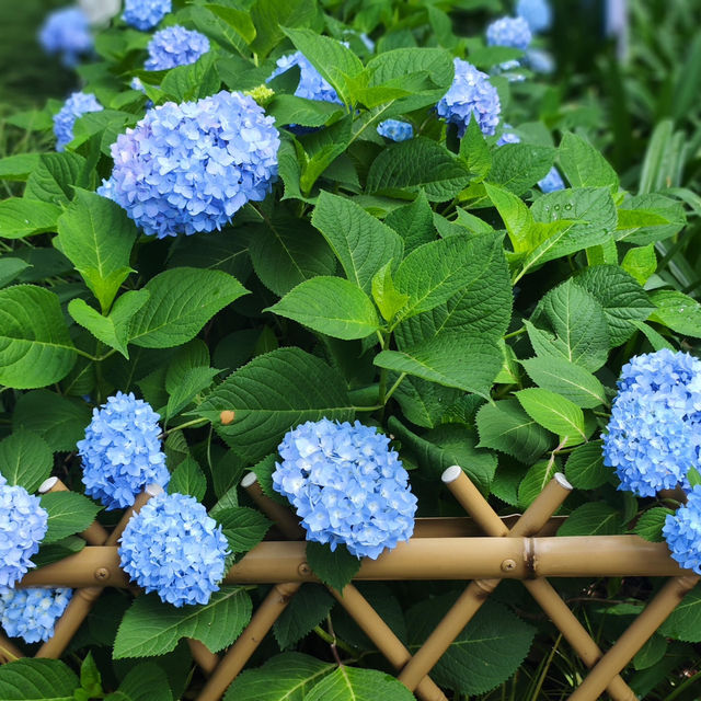 💙救命！中山公園的藍色繡球花直接美瘋我！！