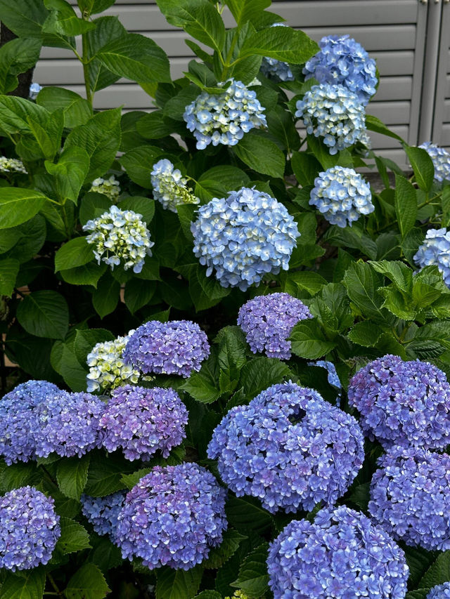 東京白山神社 | 繡球花的絕美盛宴