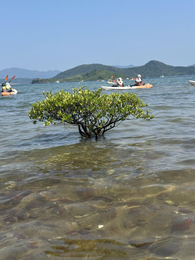 香港大尾督紅樹林：皮划艇探幽之旅