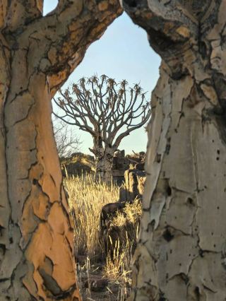 Group Tour Diary｜The Unique Sense of Mission of Quiver Trees at Sunset