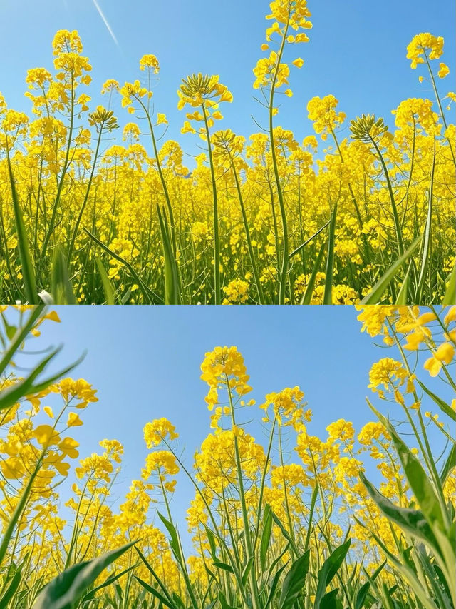 影相5分鐘呢片油菜花田畀我包場