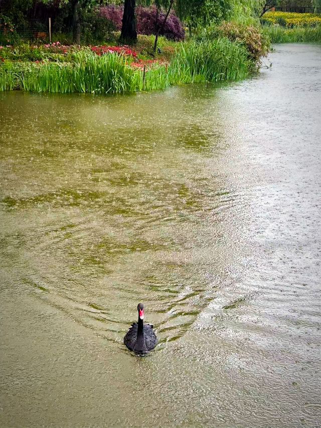 被詩意浸潤嘅親子時光 ：雨天入住麗江金茂隱逸凱悅臻選酒店