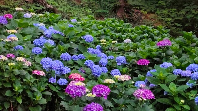 青島中山公園花溪谷