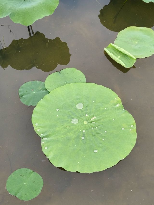 浦上荷花生紫煙，吳姬酒肆近人船