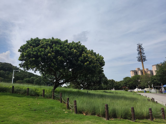 在蔚徕，收藏深圳的溫柔切片