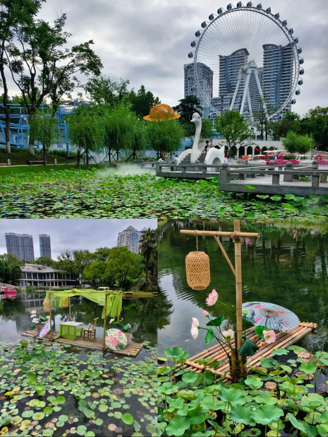 《「荷你有約」：宜昌兒童公園荷花節浪漫來襲》