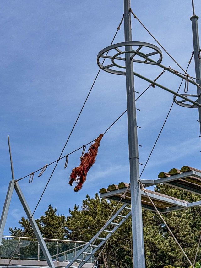 威海西霞口野生動物園真係正到爆！
