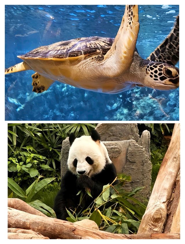 香港海洋公園旺季生存法則！3日玩盡20個項目，呢5個錯千祈唔好犯