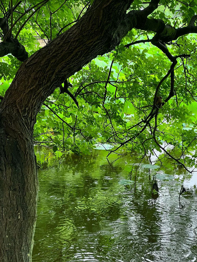 晴翠湖不如雨翠湖