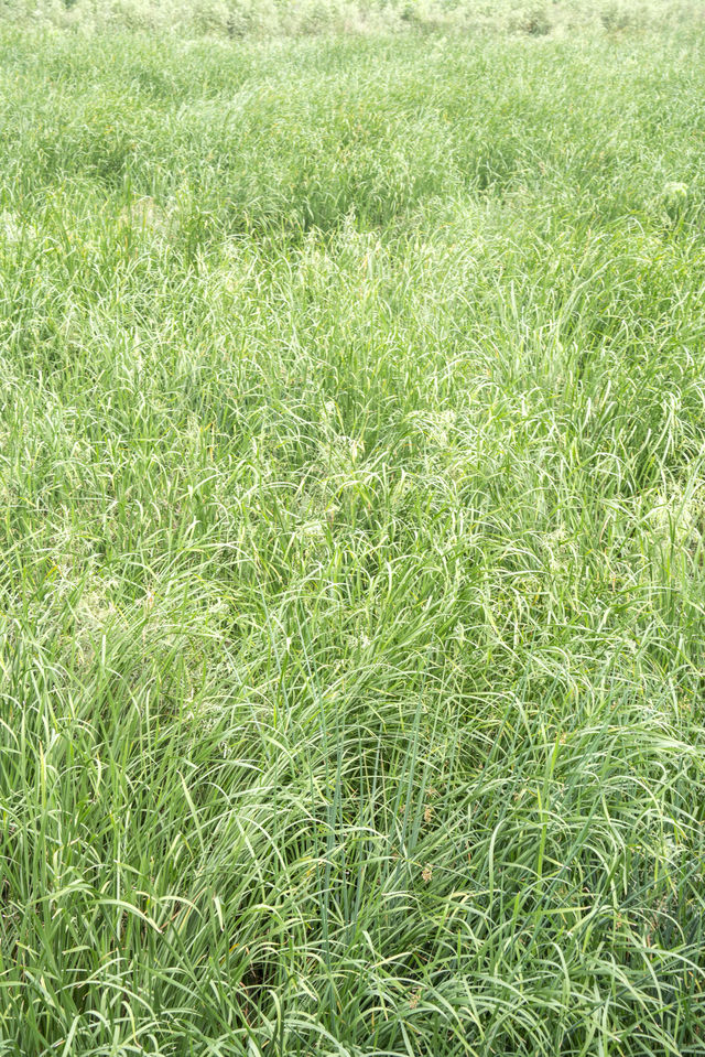 聽著瀑布聲拍照！廬山呢處「白噪音背景板」治癒一切
