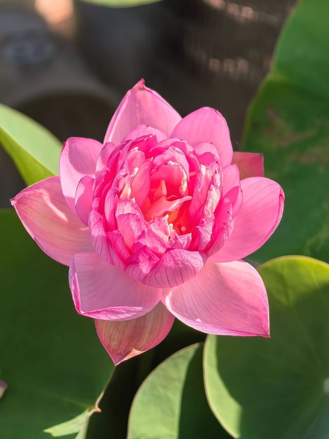 荷花花期已到，各種品種蓮荷花逐漸盛開！