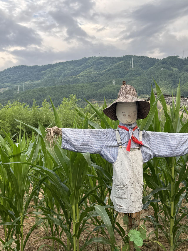 再見呈坎丨微雨過後，小荷輕翻嘅夏日專屬浪漫🪷