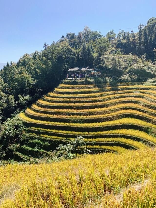 人生建議：2025 一定要去龍脊梯田看風吹麥浪