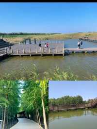 寶子們!雖然櫻花季已經悄然落幕,但那股浪漫餘韻彷彿還在!