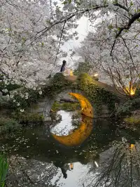 不愧是杭州的next level…夜櫻直接美到封神
