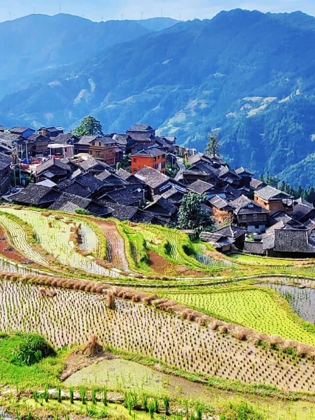 貴州秘境｜加榜梯田2025最新旅行攻略比龍脊更早金黃！