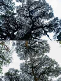 在貓兒山，解鎖「華南之巔」的N種寶藏玩法