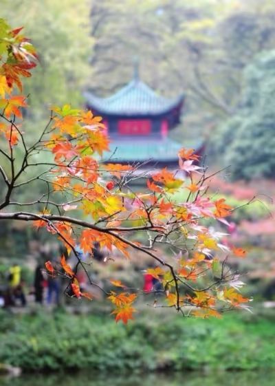 長沙人速看！岳麓山這條隱藏小路，秋天的「寶藏」滿地撿，去晚了