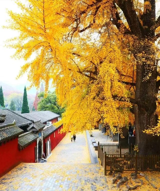 金色童話·禪意靜心｜來嵩山少林遇見最美金秋