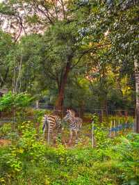 濟南動物園新晉頂流！2個月的小象寶寶必看，治癒一切不開心！