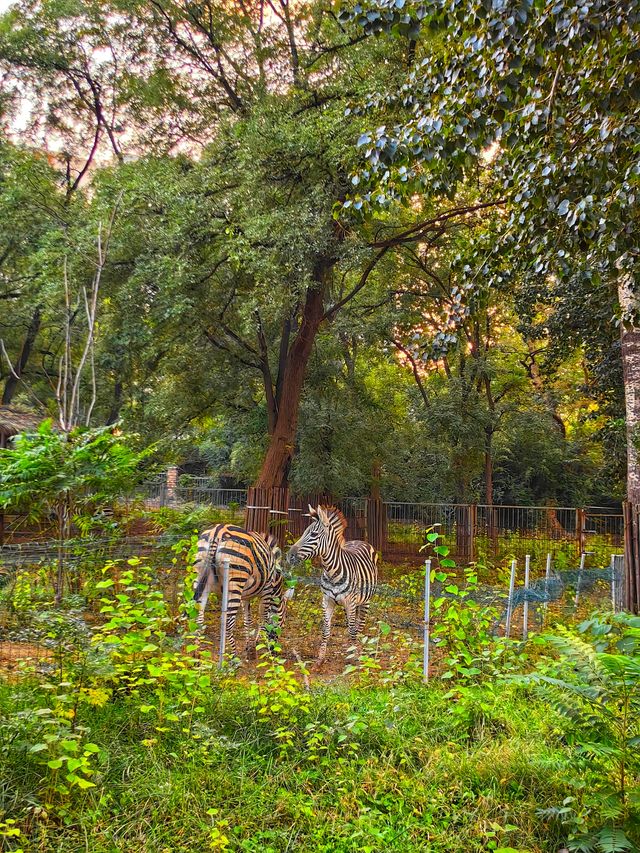 濟南動物園新晉頂流！2個月的小象寶寶必看，治癒一切不開心！