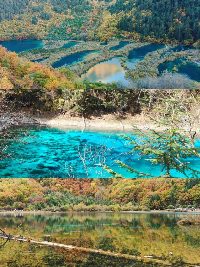 九寨溝彩林封神攻略｜10-11月顏值巔峰，錯過等一年的油畫