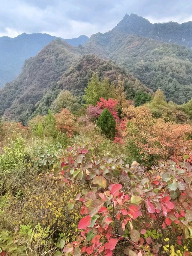 秋染天子峪紅黃配！！！