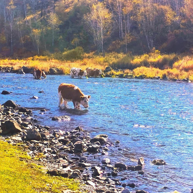 🇨🇳아얼샨, 자연의 아름다움과 불편한 현실 사이 🏔️ 🇨🇳아얼샨, 자연의 아름다움과 불편한 현실 사이 🏔️
