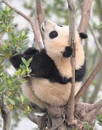熊貓寶寶尋找掛樹最佳受力點